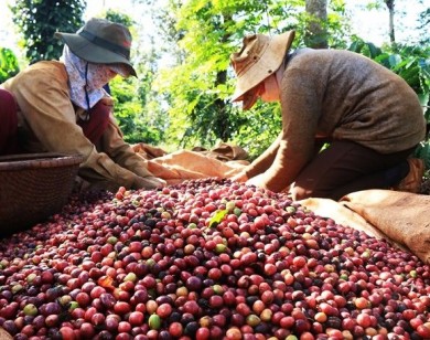 Giá nông sản hôm nay 7/3: Giá cà phê tăng 100 đ/kg, giá tiêu giảm nhẹ