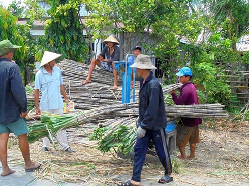 Ngành mía đường 