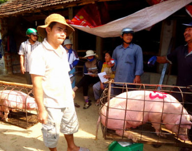 Giá heo hơi hôm nay 9/6/2021: Chững giá, chờ đợi tín hiệu tăng mới