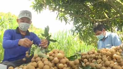 Nông dân Đồng Tháp thay đổi tư duy tiêu thụ nông sản trong mùa dịch