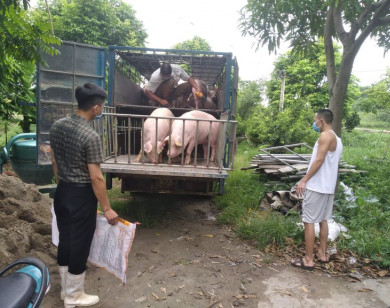 Giá heo hơi ngày 22/10/2021: Bất ngờ tăng mạnh đến 5.000 đồng/kg