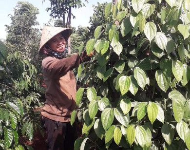 Giá nông sản ngày 26/10/2021: Cà phê và tiêu đồng loạt tăng