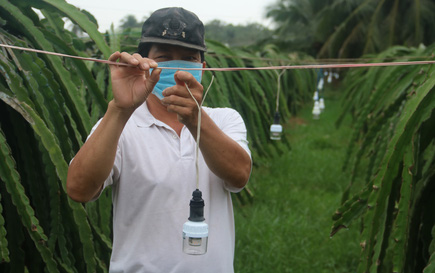 Nông dân kỳ vọng thanh long vụ Tết