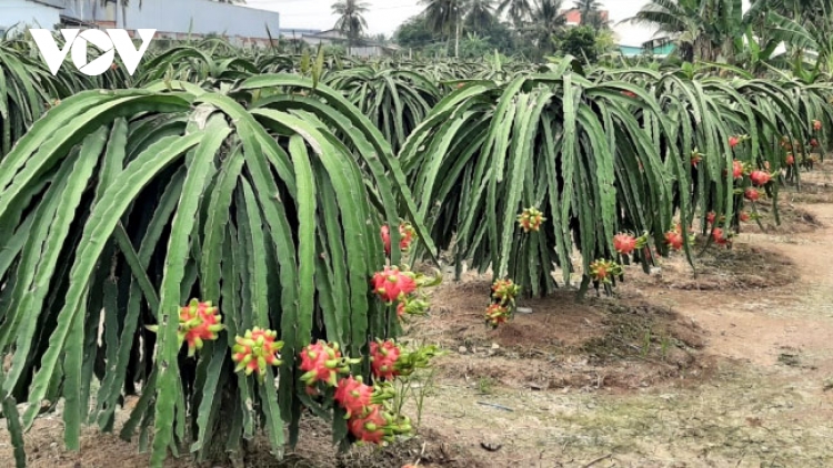 Mô hình liên kết làm thay đổi tư duy sản xuất của nhà vườn