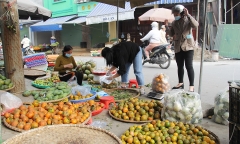 Đắt hàng mùa dịch, giá cam quýt 'nhảy múa'