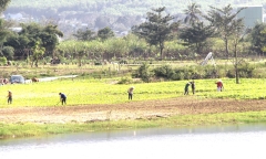 Đà Nẵng cảnh báo thông tin chuyển từ đất nông nghiệp sang đất ở