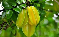 Bài thuốc trị cảm cúm dễ làm từ loại quả quen thuộc