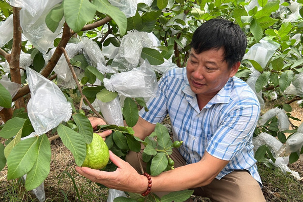 Thanh Hóa: Trồng ổi lê, một xã thu hơn 50 tỷ đồng/năm