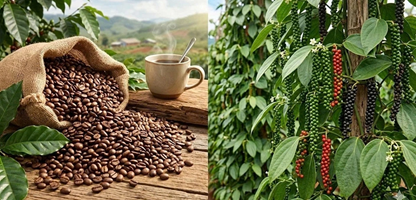 Giá nông sản hôm nay 18/5: Cà phê trong nước tăng tuần thứ hai liên tiếp, hồ tiêu và lúa gạo ổn định