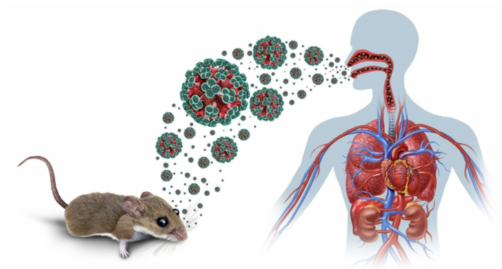 Bộ Y tế thông tin về dịch bệnh do virus Hanta