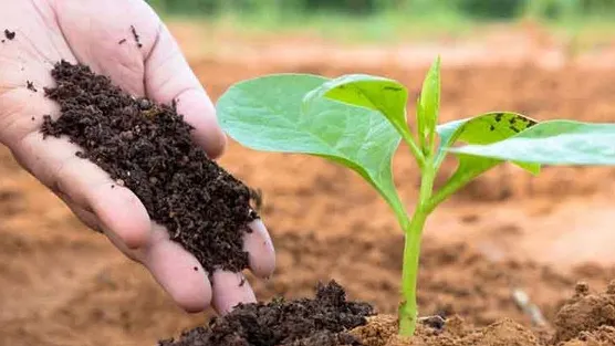 Cổ đông một doanh nghiệp phân bón sắp nhận về 3.500 đồng/cp